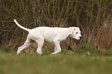 DOGUE ARGENTIN 149